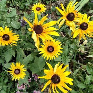 Meet your Posher, Denise